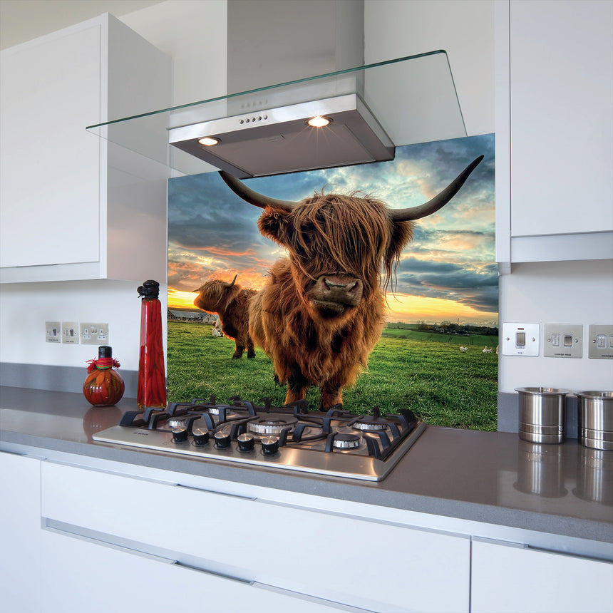 Highland Cow Glass Splashback