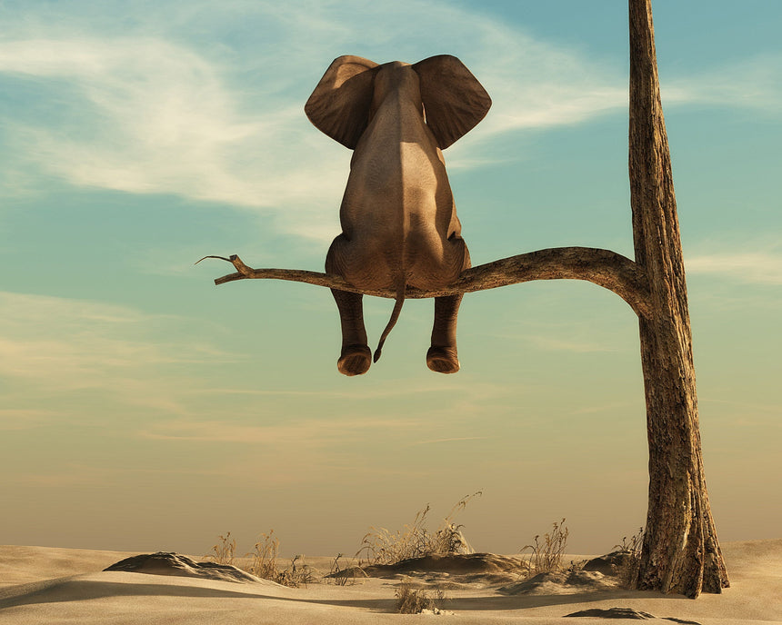 Elephant on a Tree Toughened Glass Kitchen Splashback - Adhesive Included
