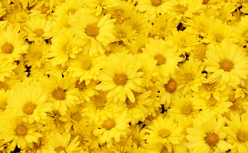 Yellow Daisy's Toughened Glass Kitchen Splashback - Adhesive Included