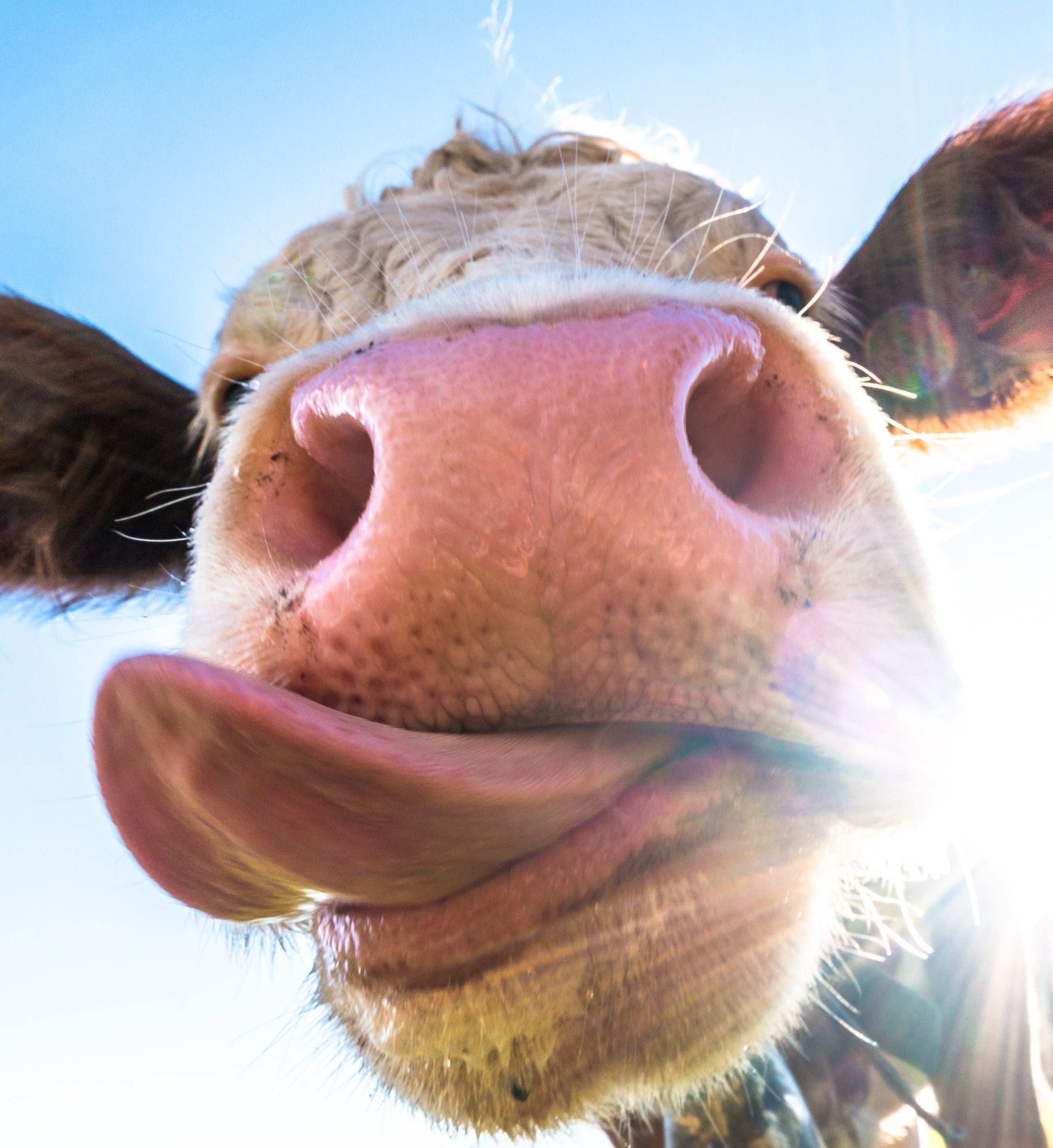 Cow Lick Toughened Glass Kitchen Splashback - Adhesive Included