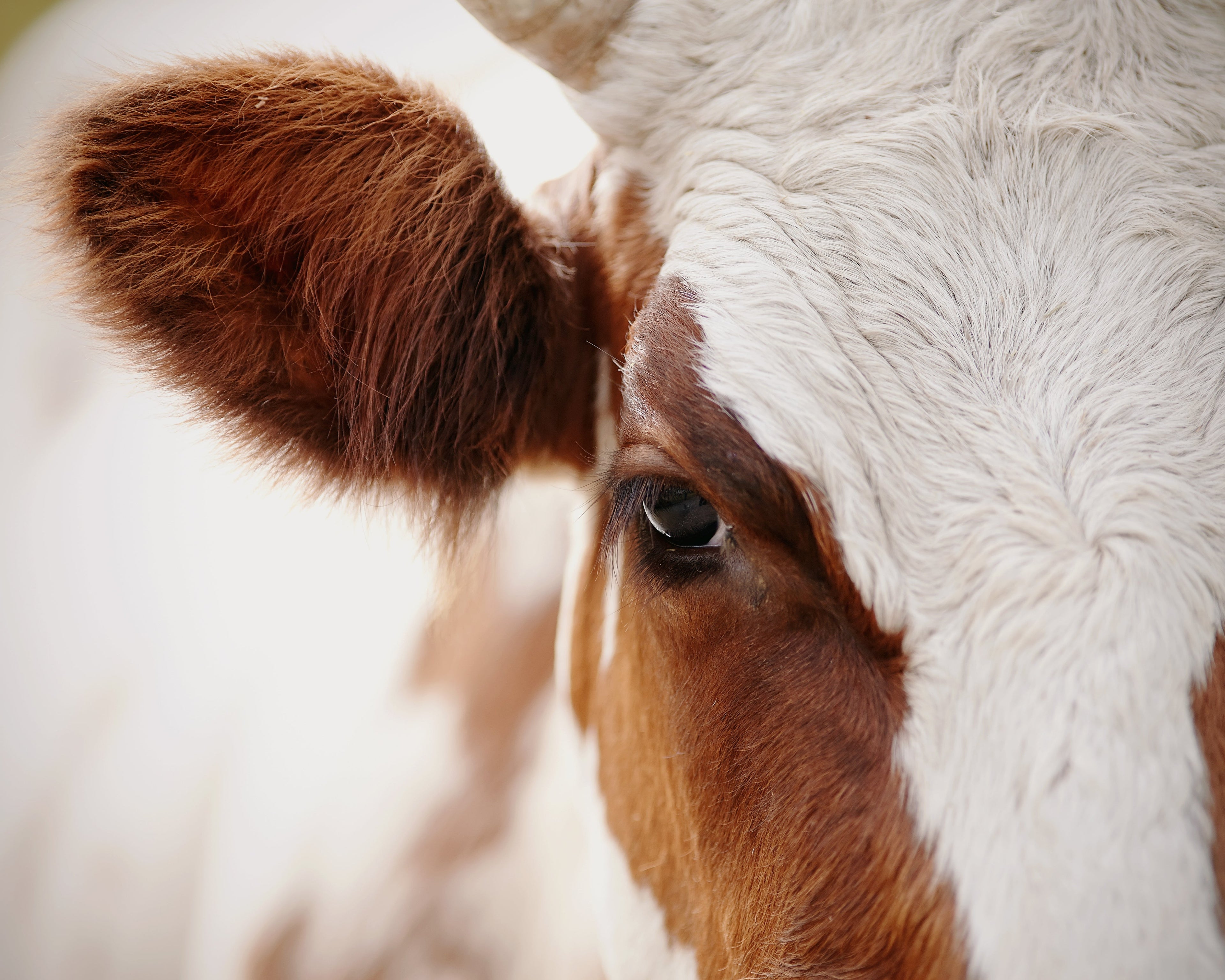 Cow Close Up Toughened Glass Kitchen Splashback - Adhesive Included