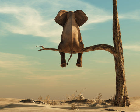 Elephant on a Tree Toughened Glass Kitchen Splashback - Adhesive Included