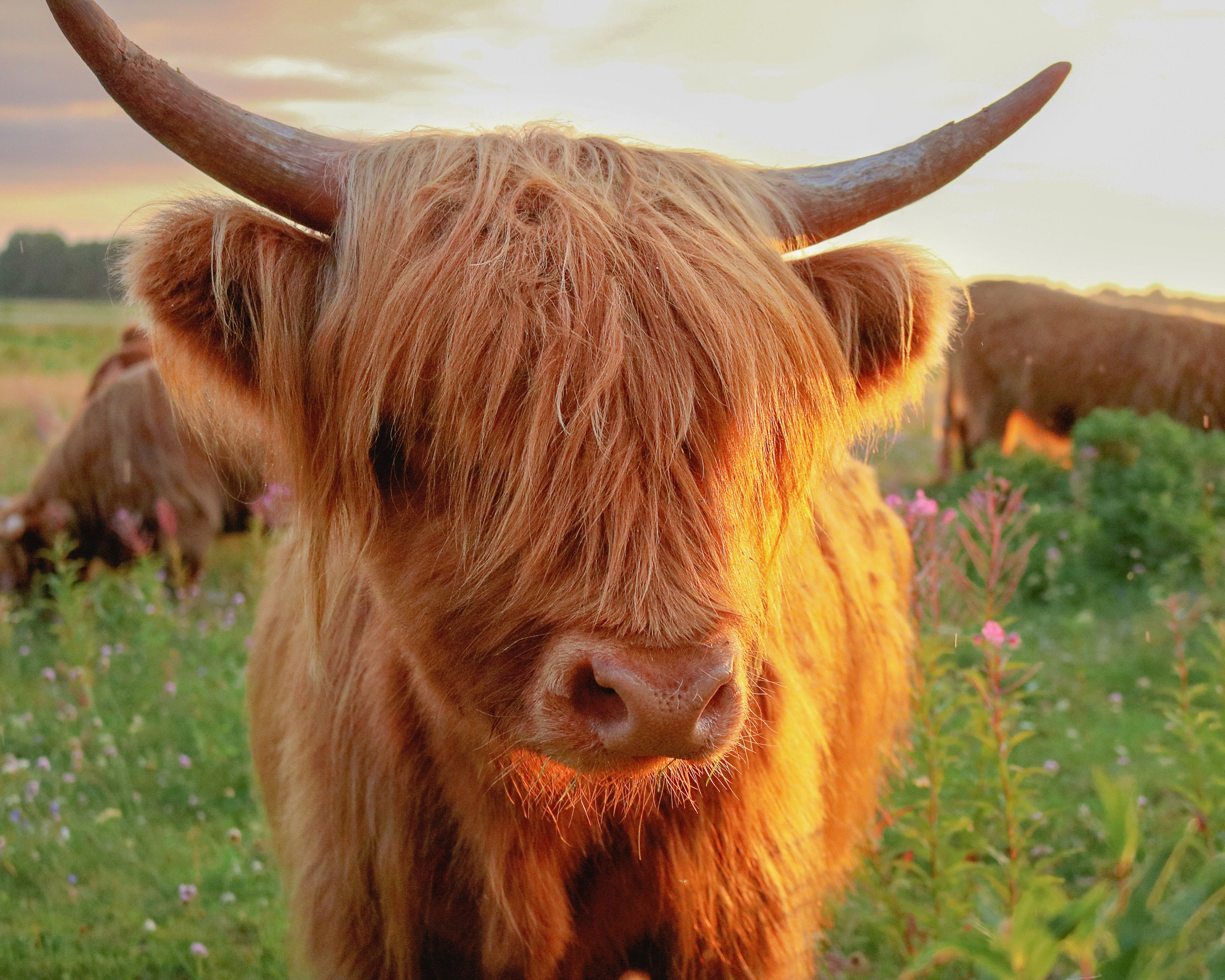 Highland Cow in the Sun Toughened Glass Kitchen Splashback - Adhesive Included