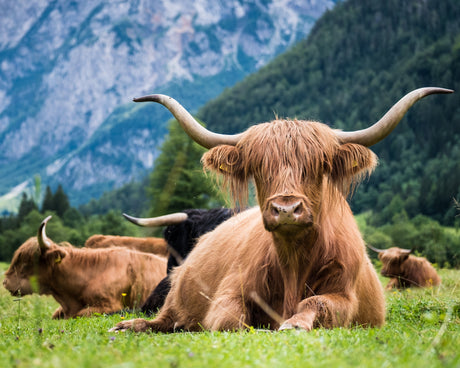 Cows in Mountains Toughened Glass Kitchen Splashback - Adhesive Included