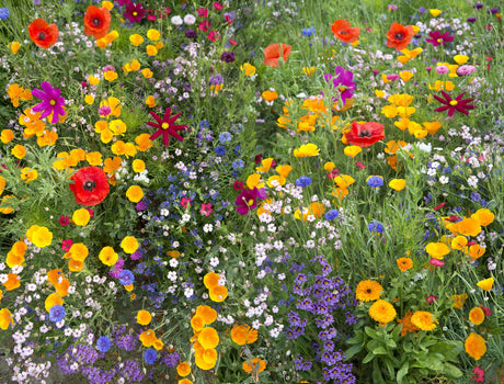 Meadow Flower Field Toughened Glass Kitchen Splashback - Adhesive Included