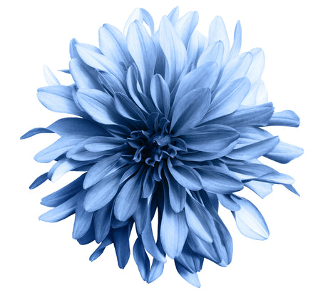 Blue Flowerhead Toughened Glass Kitchen Splashback - Adhesive Included