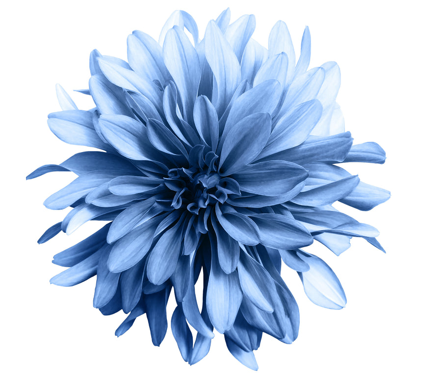 Blue Flowerhead Toughened Glass Kitchen Splashback - Adhesive Included
