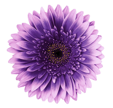 Purple Flowerhead Toughened Glass Kitchen Splashback - Adhesive Included