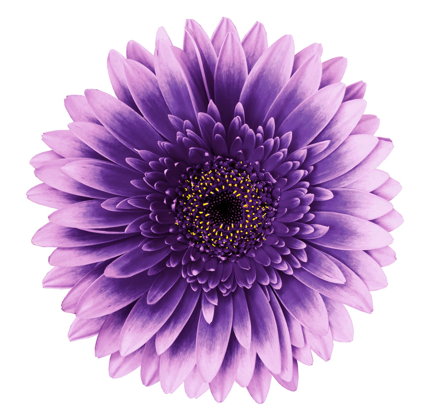 Purple Flowerhead Toughened Glass Kitchen Splashback - Adhesive Included