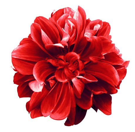 Red Flowerhead Toughened Glass Kitchen Splashback - Adhesive Included
