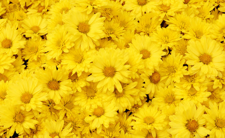 Yellow Daisy's Toughened Glass Kitchen Splashback - Adhesive Included