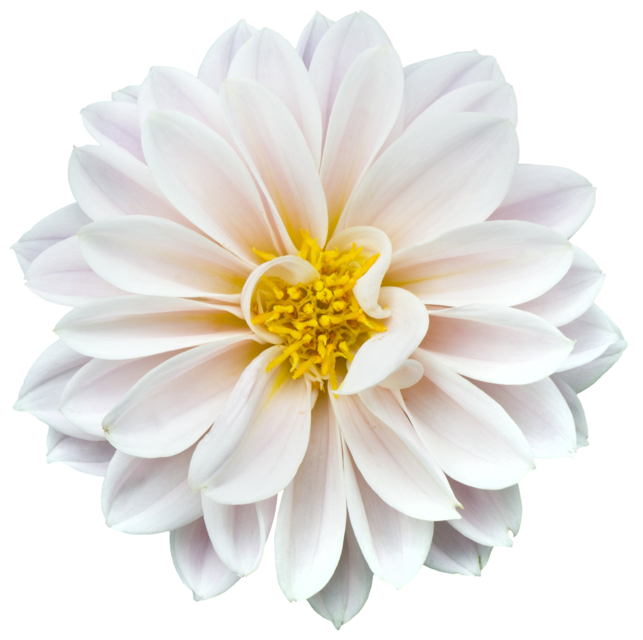 White Flowerhead Toughened Glass Kitchen Splashback - Adhesive Included