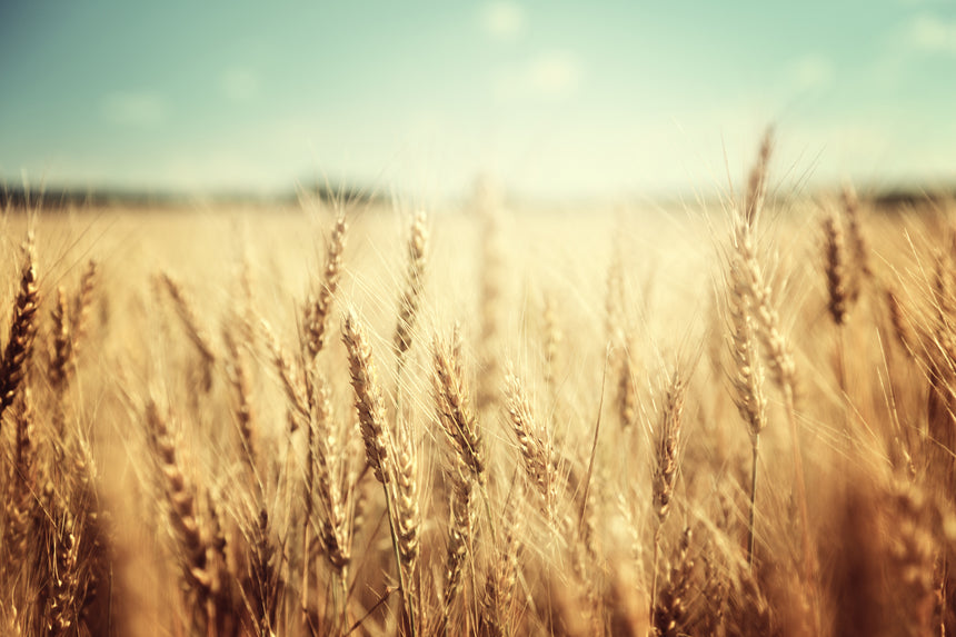 Wheat Field Toughened Glass Kitchen Splashback - Adhesive Included