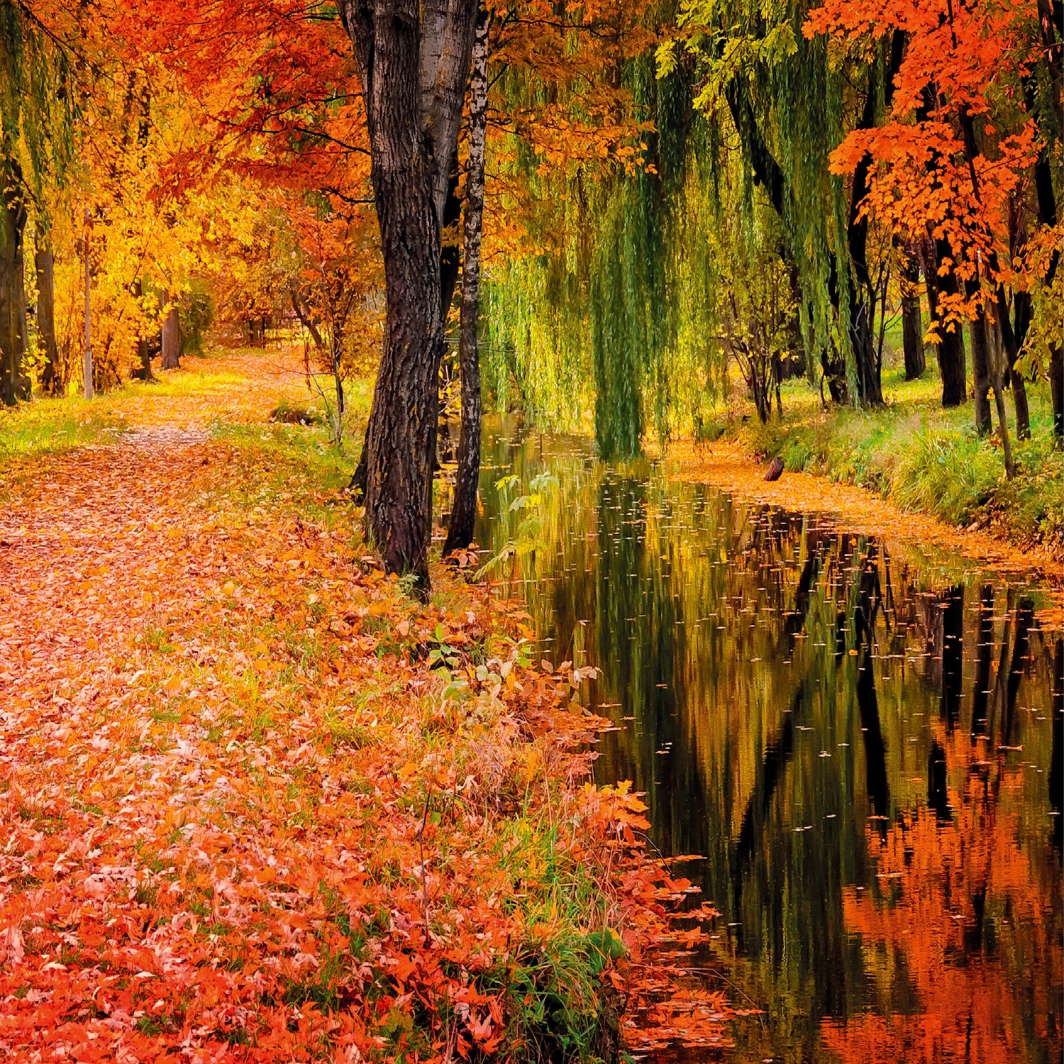 Autumn Forest Toughened Glass Kitchen Splashback - Adhesive Included