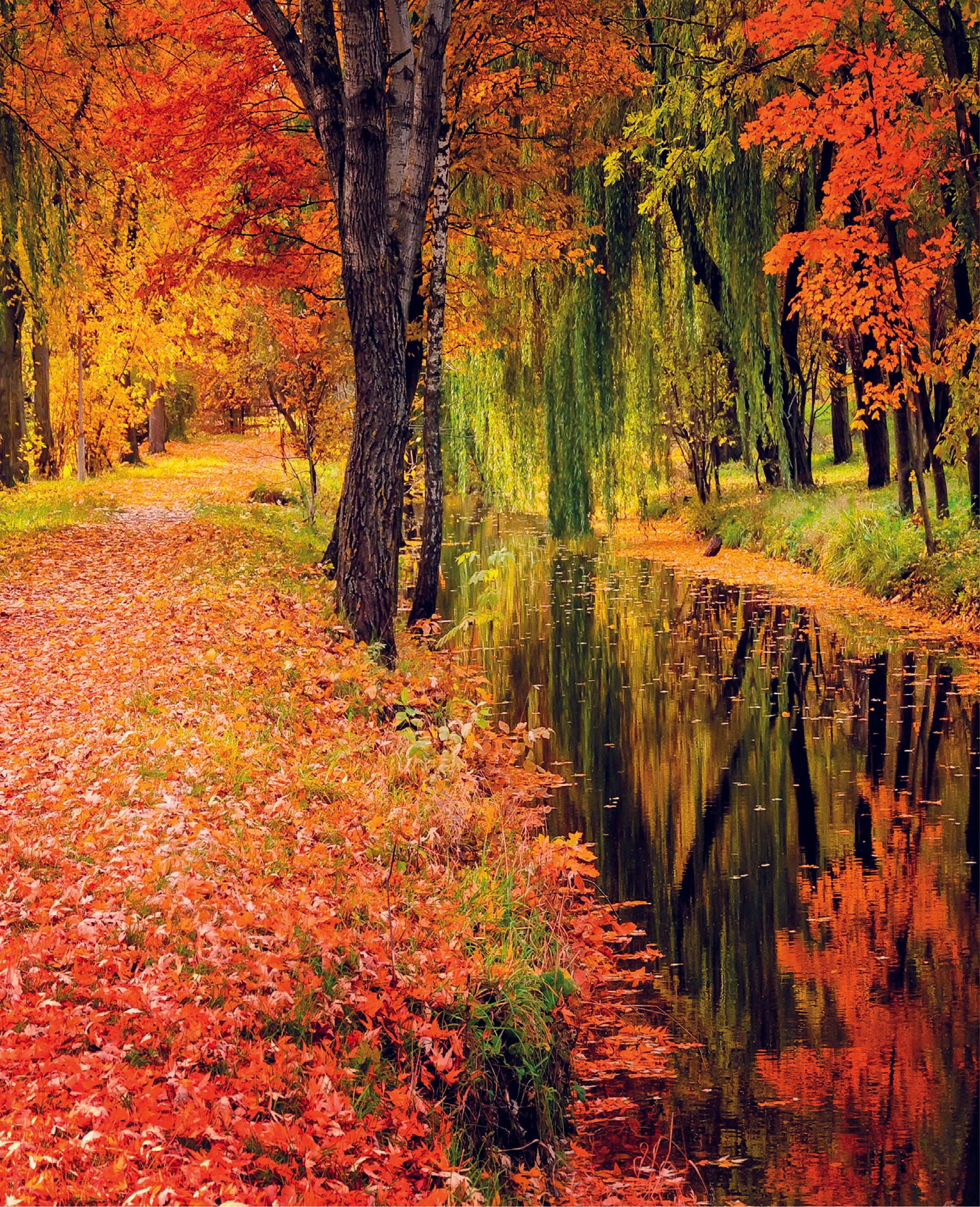 Autumn Forest Toughened Glass Kitchen Splashback - Adhesive Included