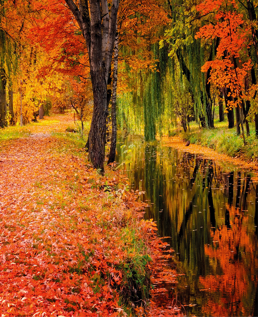 Autumn Forest Toughened Glass Kitchen Splashback - Adhesive Included